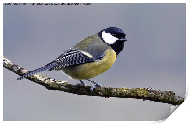 The Great Tit Print by Tom McPherson