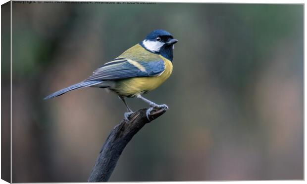 Great Tit Canvas Print by Tom McPherson