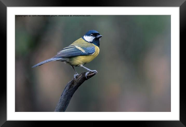 Great Tit Framed Mounted Print by Tom McPherson