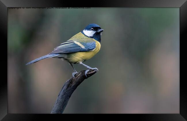 Great Tit Framed Print by Tom McPherson
