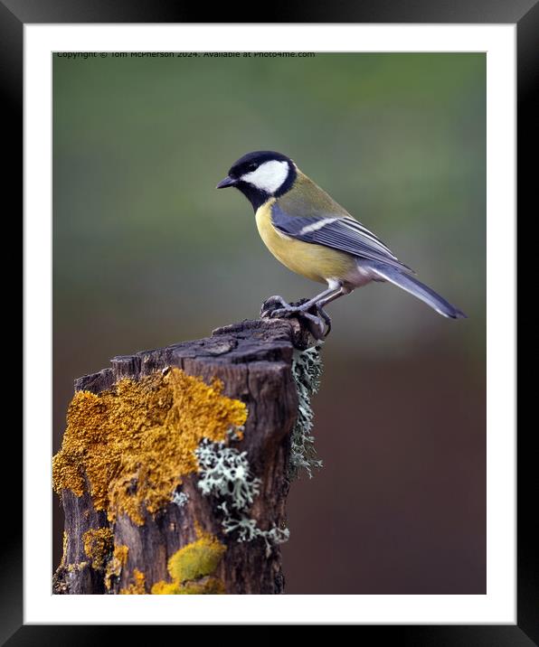 Great Tit Bird Portrait Framed Mounted Print by Tom McPherson