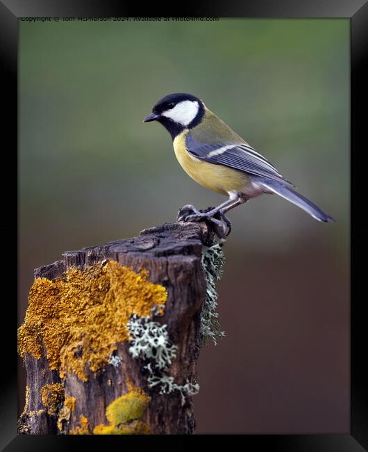 Great Tit Bird Portrait Framed Print by Tom McPherson