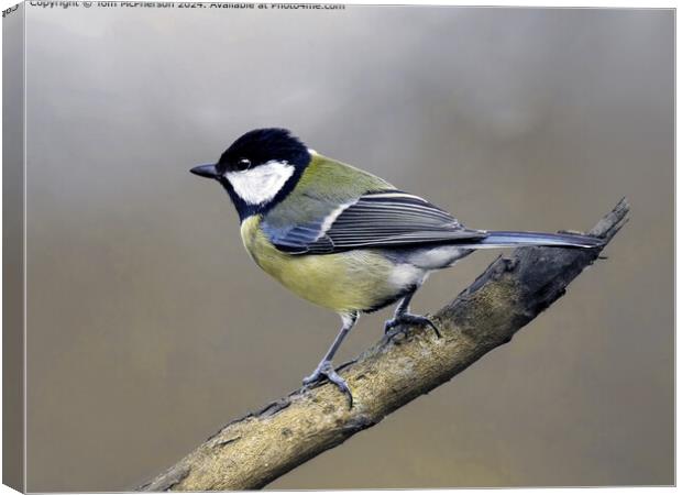 Great Tit in Nature Canvas Print by Tom McPherson