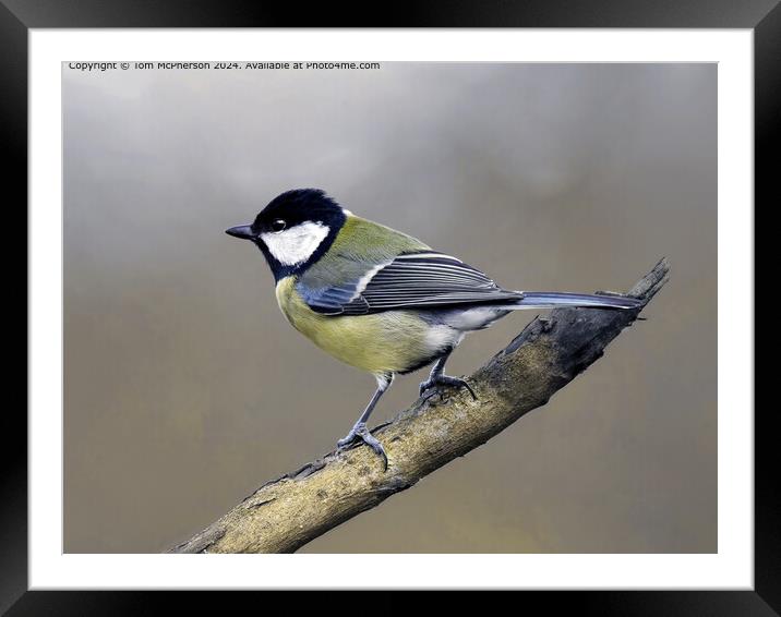 Great Tit in Nature Framed Mounted Print by Tom McPherson