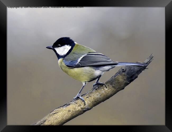 Great Tit in Nature Framed Print by Tom McPherson