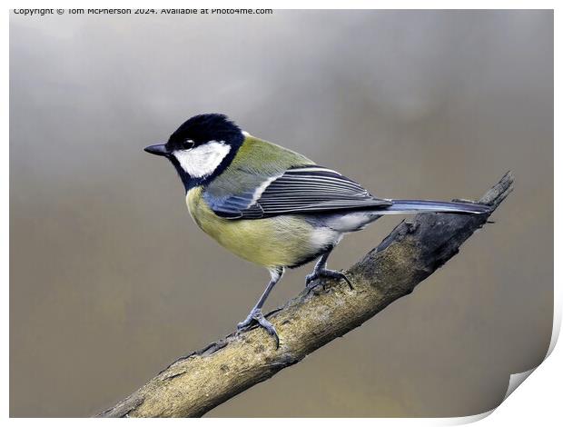 Great Tit in Nature Print by Tom McPherson