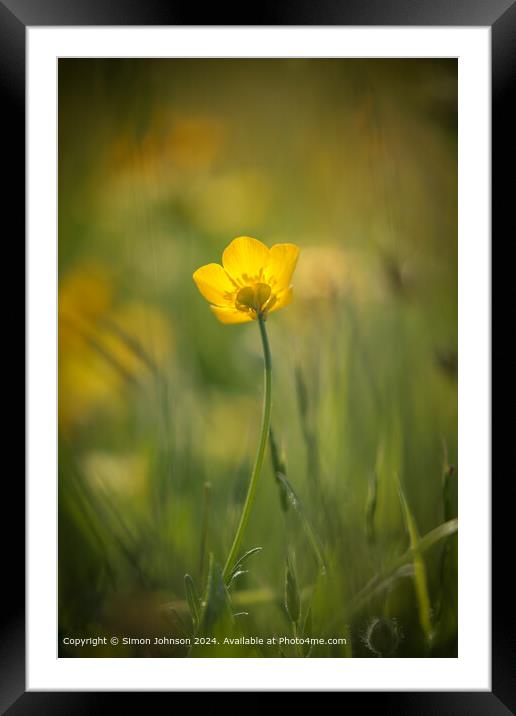 Sunlit Buttercup Flower Framed Mounted Print by Simon Johnson