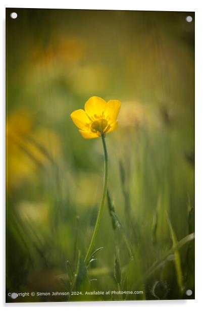 Sunlit Buttercup Flower Acrylic by Simon Johnson