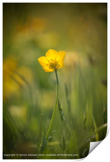 Sunlit Buttercup Flower Print by Simon Johnson