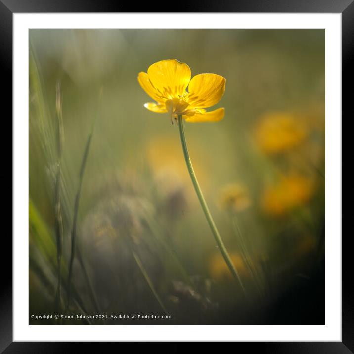 Sunlit Buttercup Flower Cotswolds Framed Mounted Print by Simon Johnson