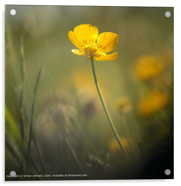 Sunlit Buttercup Flower Cotswolds Acrylic by Simon Johnson