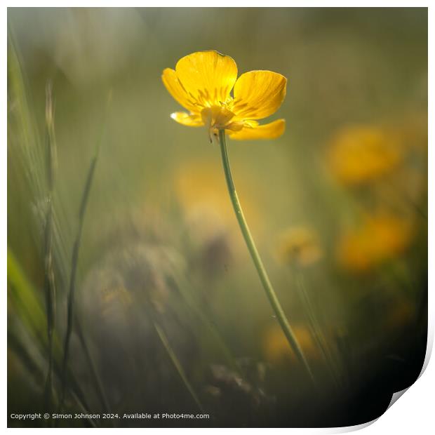 Sunlit Buttercup Flower Cotswolds Print by Simon Johnson