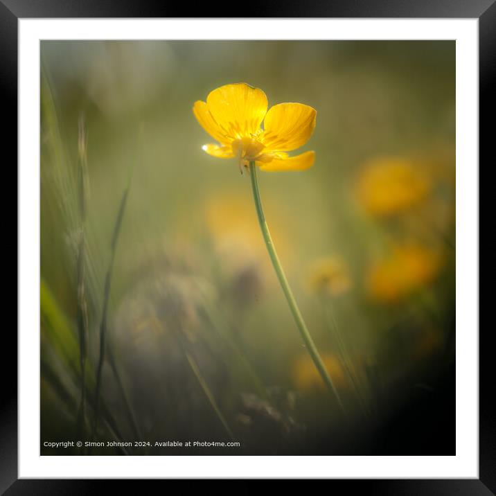 Sunlit Buttercup Cotswolds Framed Mounted Print by Simon Johnson