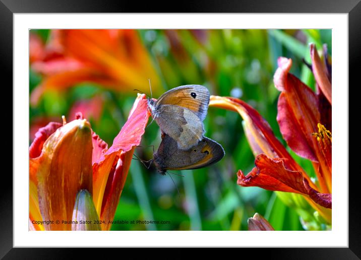 Butterflies love Framed Mounted Print by Paulina Sator
