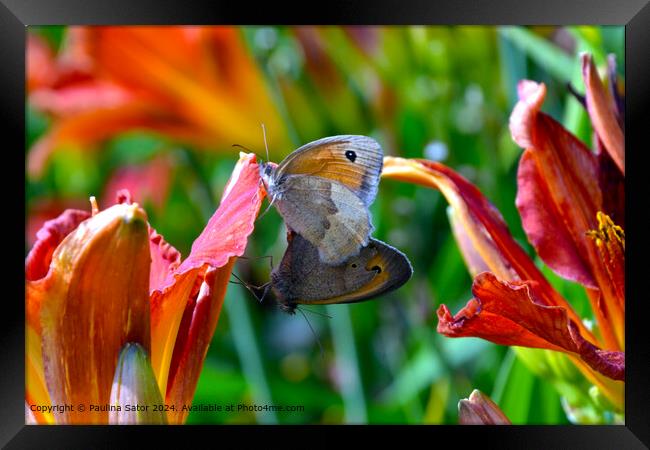 Butterflies love Framed Print by Paulina Sator