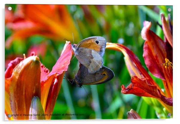 Butterflies love Acrylic by Paulina Sator