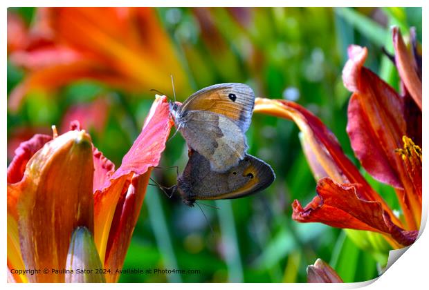 Butterflies love Print by Paulina Sator