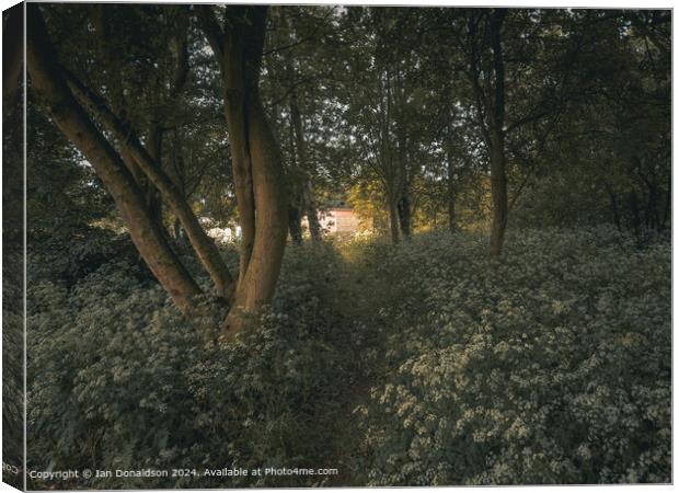 Sunlit Forest  Canvas Print by Ian Donaldson