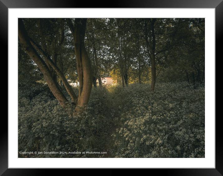 Sunlit Forest  Framed Mounted Print by Ian Donaldson