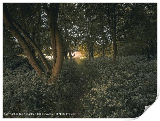 Sunlit Forest  Print by Ian Donaldson