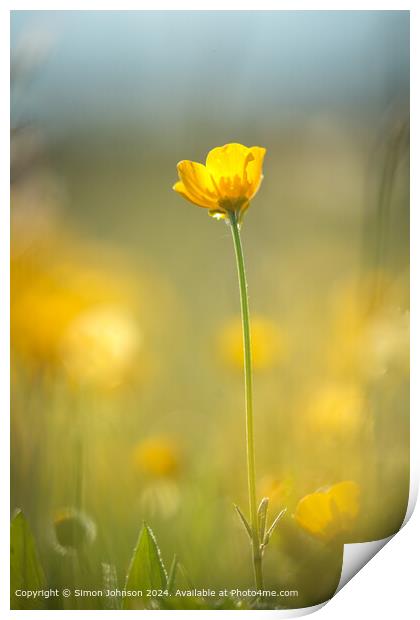 Sunlit Buttercup Flower Cotswolds Print by Simon Johnson
