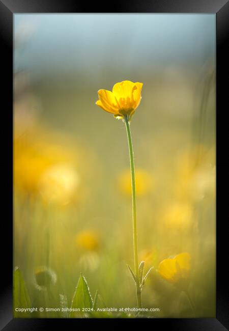 Sunlit Buttercup Flower Cotswolds Framed Print by Simon Johnson