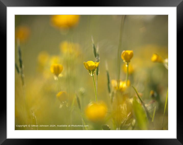 Sunlit Buttercup Meadow, Cotswolds Framed Mounted Print by Simon Johnson