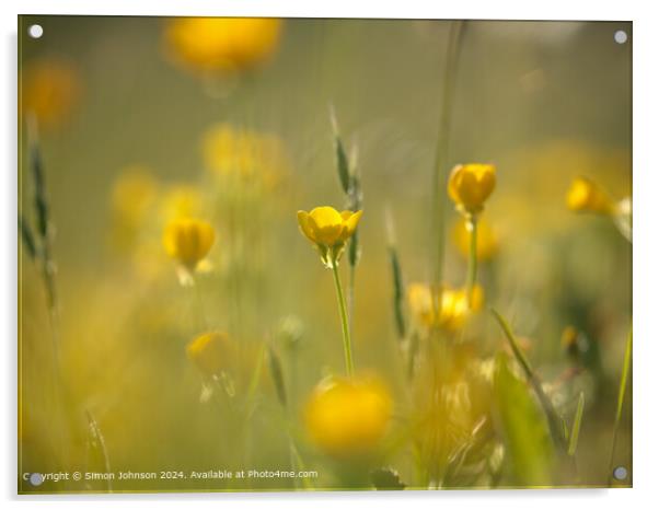 Sunlit Buttercup Meadow, Cotswolds Acrylic by Simon Johnson