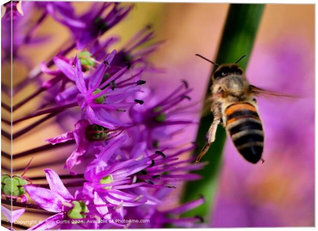 Hoverfly in Flight Canvas Print by Tom Curtis