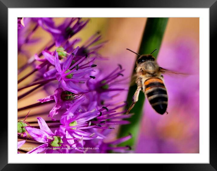 Hoverfly in Flight Framed Mounted Print by Tom Curtis