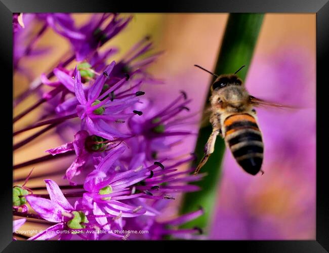 Hoverfly in Flight Framed Print by Tom Curtis
