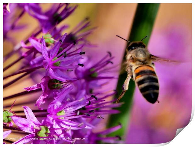 Hoverfly in Flight Print by Tom Curtis