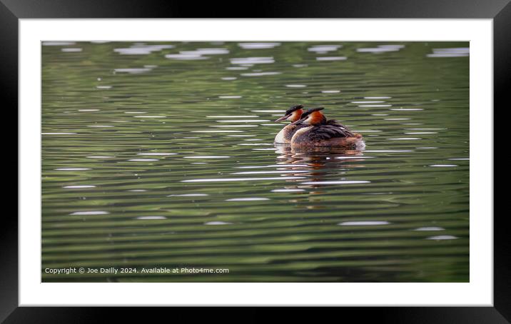 Forfar Loch Grebes Reflection Framed Mounted Print by Joe Dailly