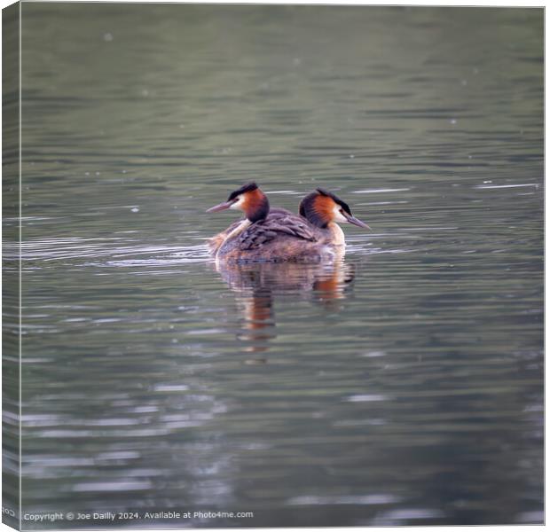 Great Crested Grebes Forfar Loch Canvas Print by Joe Dailly