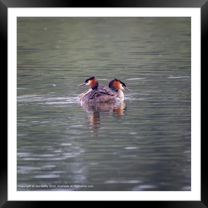 Great Crested Grebes Forfar Loch Framed Mounted Print by Joe Dailly