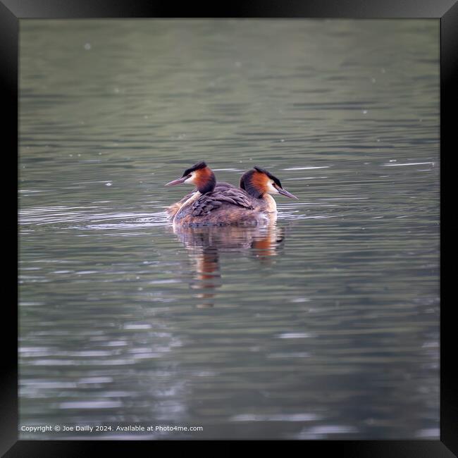 Great Crested Grebes Forfar Loch Framed Print by Joe Dailly