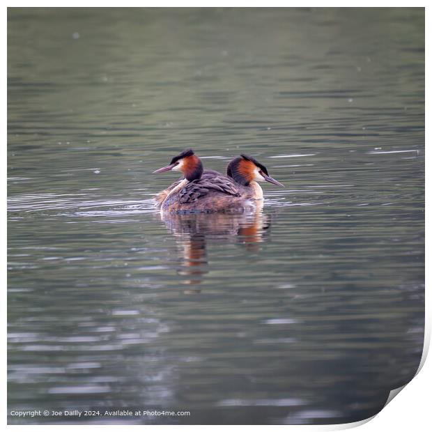 Great Crested Grebes Forfar Loch Print by Joe Dailly
