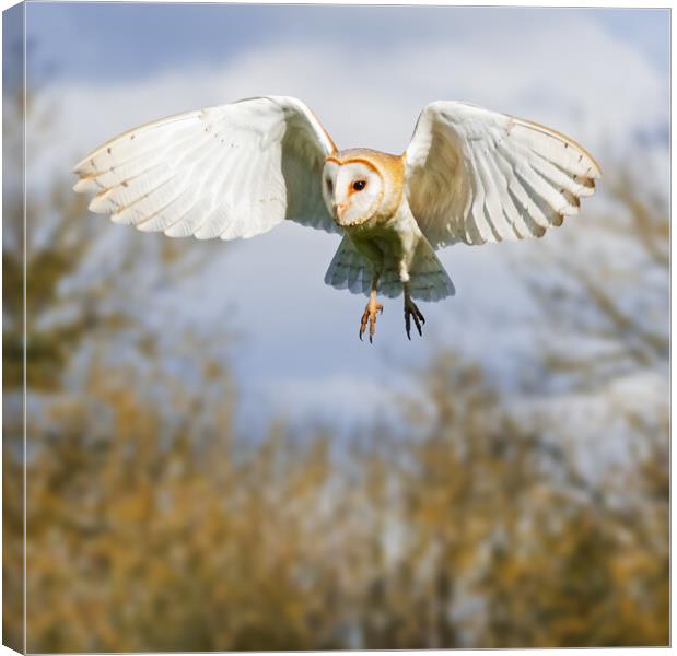 Barn Owl hunting with trees behind Canvas Print by Ian Duffield