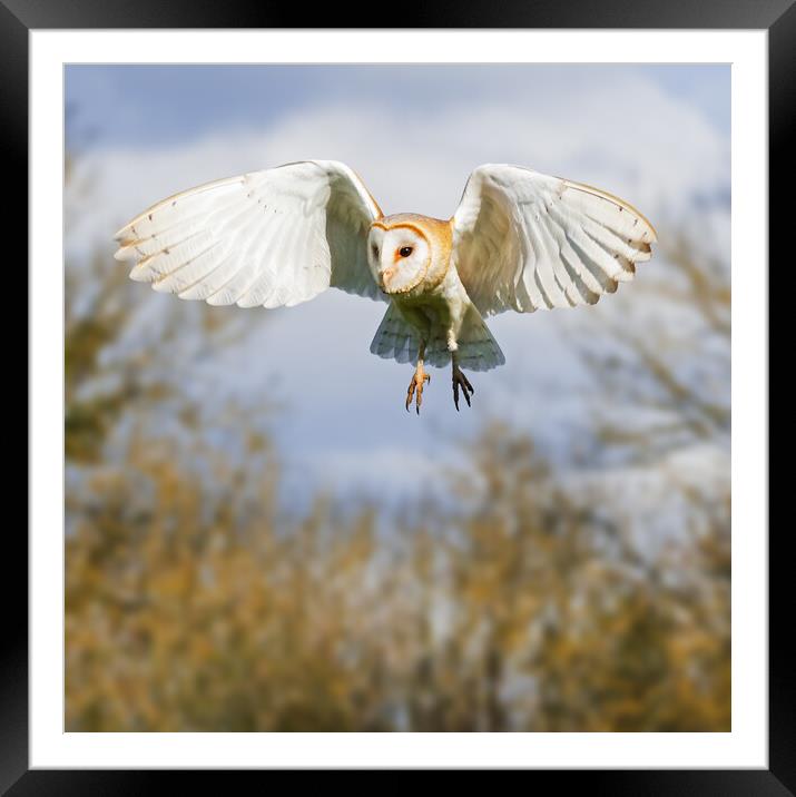 Barn Owl hunting with trees behind Framed Mounted Print by Ian Duffield