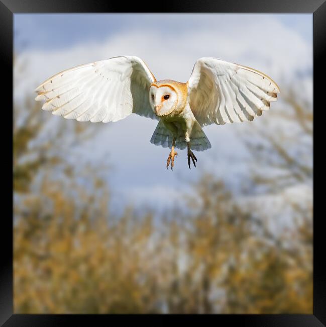 Barn Owl hunting with trees behind Framed Print by Ian Duffield