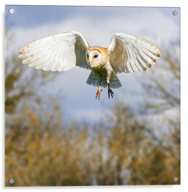 Barn Owl hunting with trees behind Acrylic by Ian Duffield