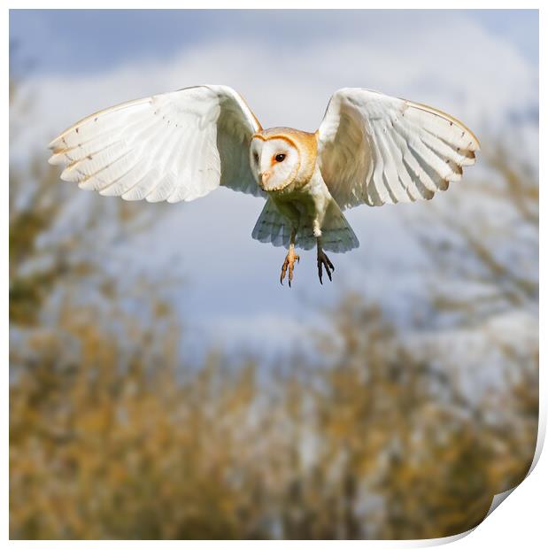 Barn Owl hunting with trees behind Print by Ian Duffield