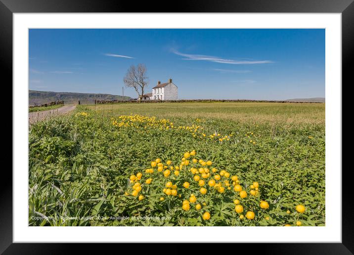 Globeflowers at Forest in Teesdale in spring sunsh Framed Mounted Print by Richard Laidler