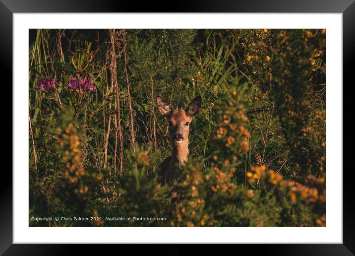 Deer in Norwich Woods Framed Mounted Print by Chris Palmer