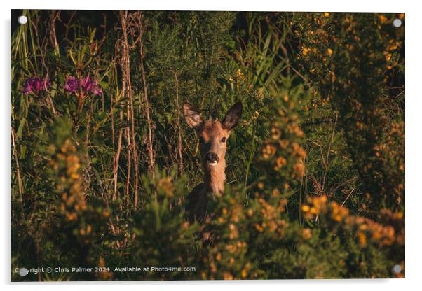 Deer in Norwich Woods Acrylic by Chris Palmer