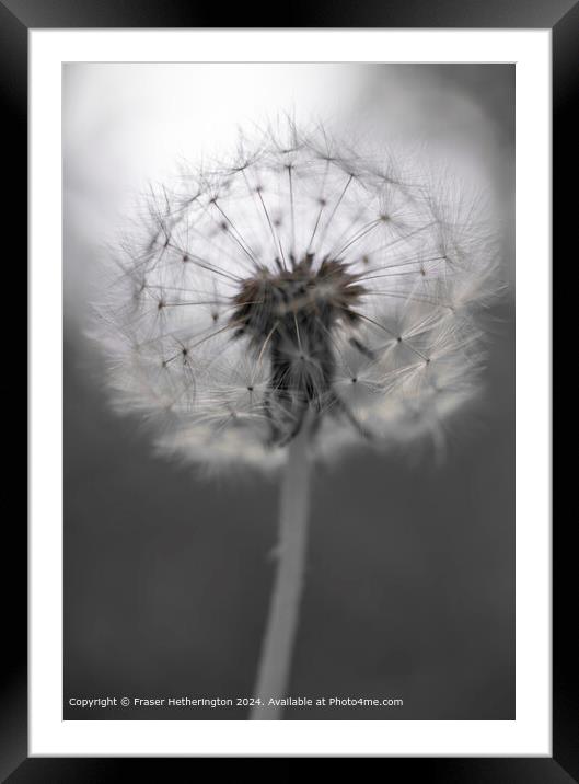 Dandelion Flora Abstract Framed Mounted Print by Fraser Hetherington