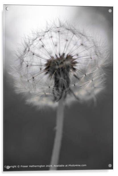 Dandelion Flora Abstract Acrylic by Fraser Hetherington