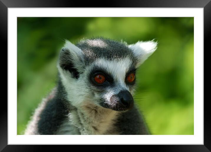 Ring-Tailed Lemur Portrait Framed Mounted Print by rawshutterbug 