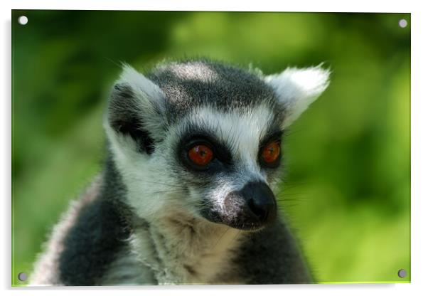 Ring-Tailed Lemur Portrait Acrylic by rawshutterbug 