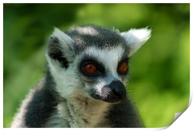 Ring-Tailed Lemur Portrait Print by rawshutterbug 